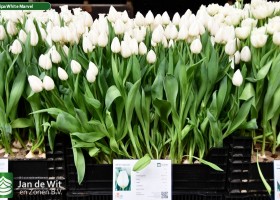 Tulipa White Marvel (1)